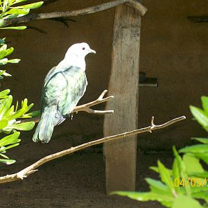 Chestnut-naped imperial pigeon