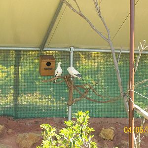 Pied imperial pigeon