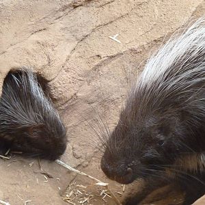Baby porcupine 22/7/15