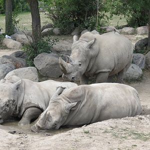 Great White Rhinos