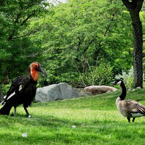Southern Ground Hornbill and Canada Goose