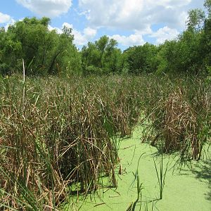 Gator Swamp