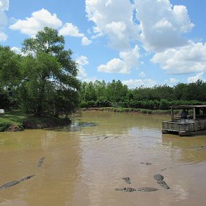 Alligator Show - Castaway Island
