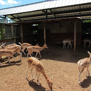 Fallow Deer Pen