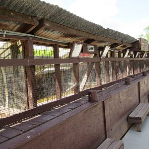 Row of Alligator Snapping Turtle Exhibits