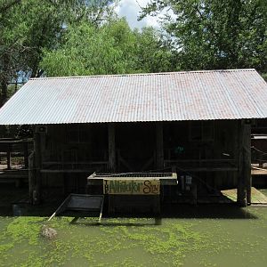 Gator Swamp