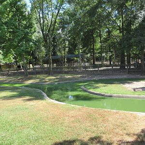 American Alligator Exhibit
