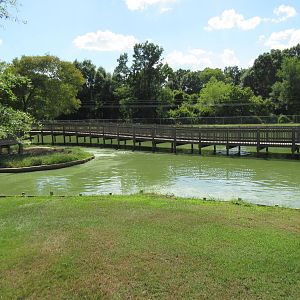 American Alligator Exhibit