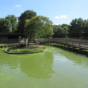 American Alligator Exhibit
