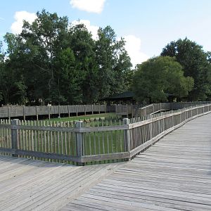 American Alligator Exhibit - Wooden Boardwalk