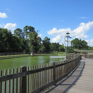 American Alligator Exhibit - Visitor On Zipline