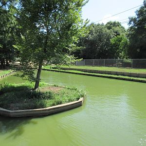 American Alligator Exhibit