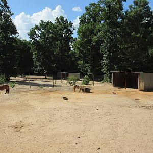 Miniature Horse Exhibit