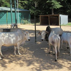 Zebu Exhibit
