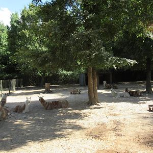 Llama Exhibit
