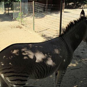 Zeedonk? Zorse?