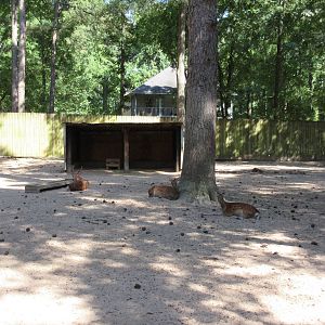 Sika Deer Exhibit