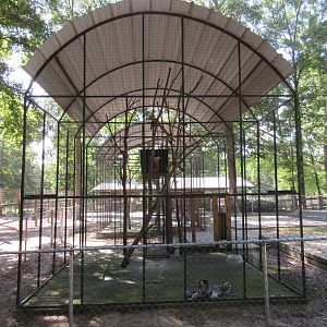 Ring-Tailed Lemur Exhibit