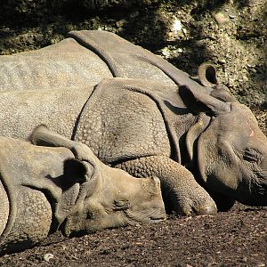 Indian rhino - Basel 2006