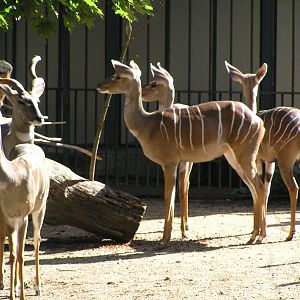 Lesser kudu - Basel zoo 2006