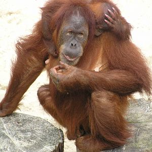 Orang utan- Dortmund - 2006