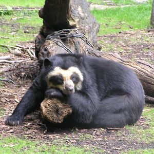 Spectacled bear - Dortmund 2006
