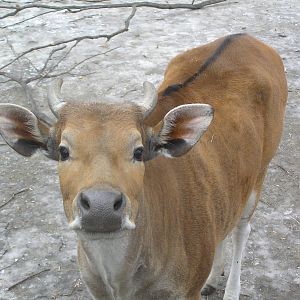Banteng - Dresden zoo 2006