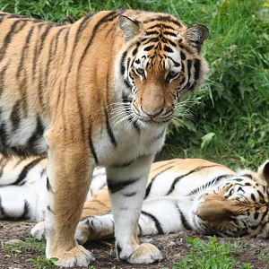 Siberian tiger - Dublin zoo 2007
