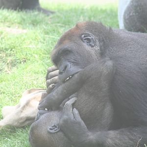 Gorillas - Dublin zoo - 2007