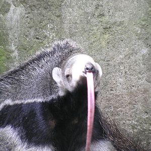 Giant anteater - Duisburg - 2006