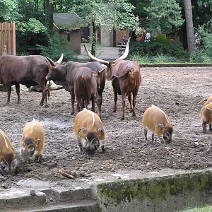 Watussi and red river hog - Duisburg - 2006