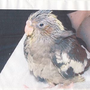 Cockatiel chick Spetember 2007