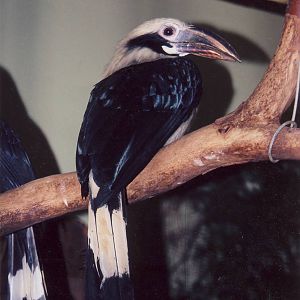 male Tarictic Hornbill Chester Zoo 28 February 2004