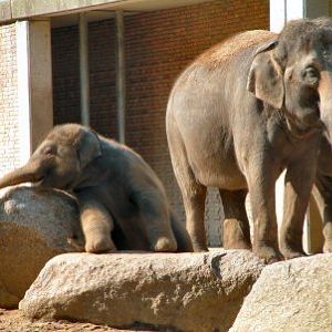 baby Asian elephant Berlin