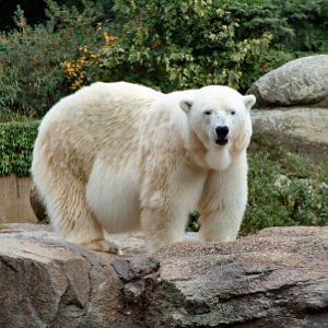 Berlin polar bear - Knut's mum before his arrival?