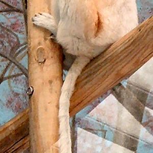 sifaka paris