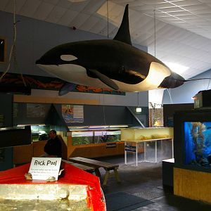 Picton Aquarium