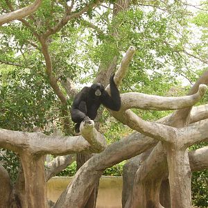 Siamang - Miami Metrozoo