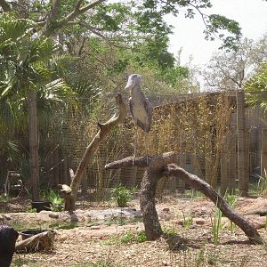 Shoebill Stork - Lowry Park Zoo