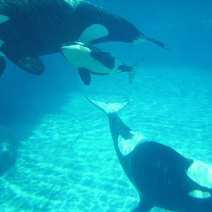Orcas and calf - Sea World Florida