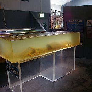 giant squid specimen