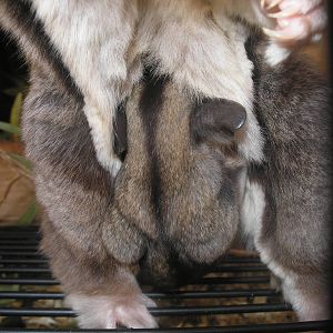 Baby squirrel Glider