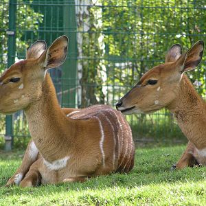 Nyala - Opel zoo 2006