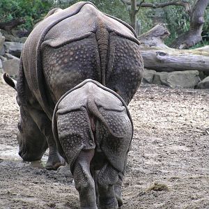Indian rhino - Rotterdam 2006