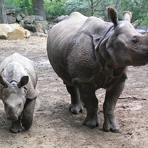 Indian Rhino - Rotterdam 2006
