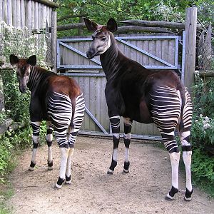 Okapi - Rotterdam 2006