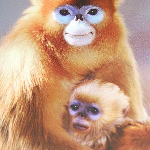 Photo of a sign - Golden snub nosed monkey