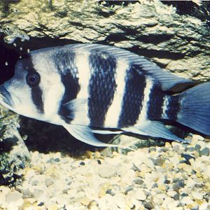 Frontosa Chester Zoo 14 March 1989