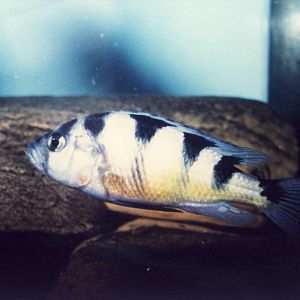 Haplochromis obliquidens Chester Zoo 3 December 1994