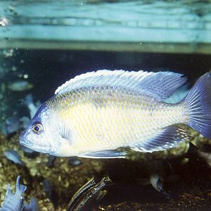 Lake Victoria Cichlid (Haplochromis riponianus) 27 October 1993